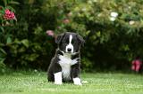 BORDER COLLIE 1214